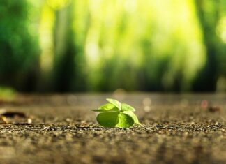 Jak znaleźć wodę na działce domowym sposobem?