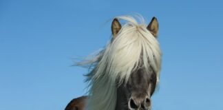 Czy trzeba zarejestrować konia?