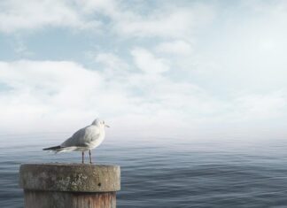 Jak uspokoić konia w galopie?