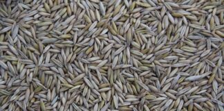 Kto produkuje Pontony Kolibri?