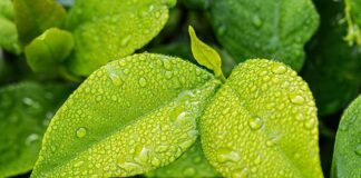 Czy polar chłonie wilgoć?