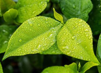 Czy polar chłonie wilgoć?