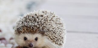 Czy leżenie na macie z kolcami?