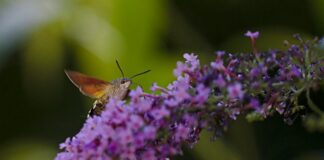 Jaki ponton bark czy Kolibri?