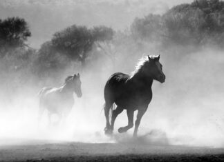 Jak trzymać wodze w galopie?