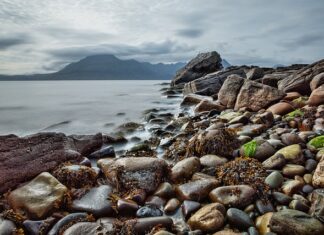 Czy wodorosty to owoce morza?