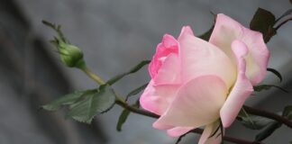 Ile można jeść żółtego sera?