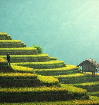 Jaki powinien być ryż do risotto?