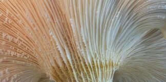 Ile kosztuje ostrygi? Ile kosztuje ostrygi?