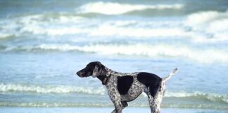 W czym moczyć rybę przed smażeniem? W czym moczyć rybę przed smażeniem?