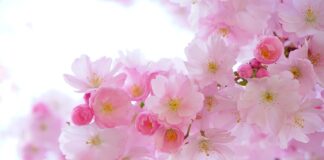 Co to jest to różowe w sushi?